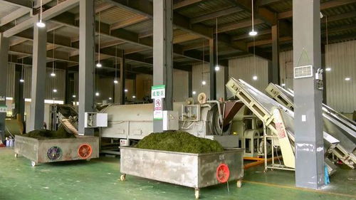 鳳岡 金融賦能 貸 動茶產業(yè)發(fā)展